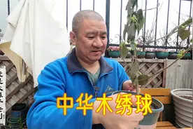 没花钱就收到一盆中华木绣球“斗球”！感谢萧山粉丝朋友的厚爱！视频封面