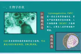 医学微生物学：22.4疱疹病毒—巨细胞病毒视频封面