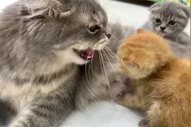 收养小猫第一次见到原住猫，上来就要吃奶！奶猫：我就吃一口视频封面