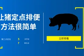 让猪定点排便，很简单，7种方法5天搞定，清理猪舍不再费劲