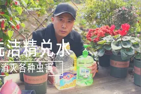 洗洁精兑水喷叶子，消灭各种虫害，环保无害还有效
