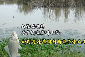 看漂相判断鱼个体大小，天冷这样寻找鱼的藏身之处，鱼越钓越大视频封面