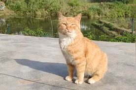 十个橘猫九个胖！凭实力告诉你，什么是真正的大橘为重视频封面