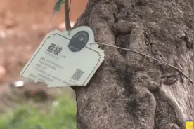 广州一旧村改造致树木被破坏，百年古树性命堪忧视频封面