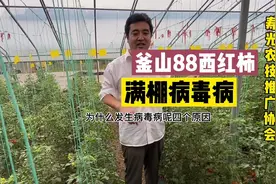 西红柿病毒病的发病原因，以及应该如何防治！视频封面