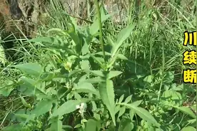 川续断的作用与功效视频封面