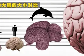 世界上各种动物大脑大小对比，看看什么动物的大脑最大？视频封面