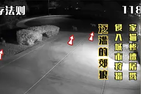 一夜之间多只家猫被吃，遭遇野狼真是家猫的噩梦，打不过又逃不掉视频封面