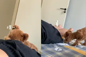 狗狗躺男子屁股上睡觉，结果男子放臭屁，狗：几十岁的人还拉裤子视频封面