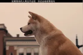 狗狗等待主人十年的故事：所爱隔山海山海皆可平，那所爱隔生死？视频封面