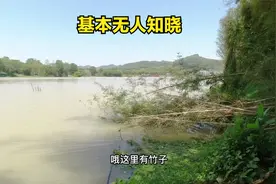 广州增江无人知晓的好钓点，背靠大树能躲太阳，竹子边上常有大鱼视频封面