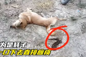 本以为是耗子，狗子一口下去发现不对劲，下一秒直接“瘫痪”！视频封面
