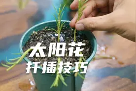 怎么扦插繁殖太阳花？园艺师教你，叶片处理技巧，让成活率加倍视频封面