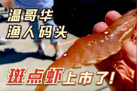 加拿大温哥华的斑点虾上市了，去列治文的渔人码头买一点回来吃视频封面
