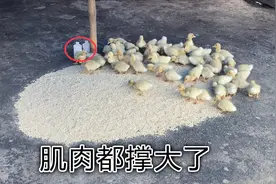 为了让鸭子快速成长，养殖户每天给鸭子喂这个，身体都撑大了！视频封面