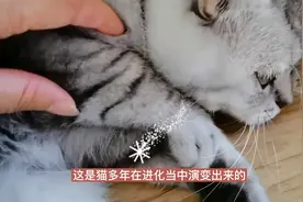 猫爪有几个脚趾，这种趾部构造，使猫更加适合奔跑