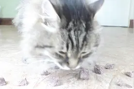 猫咪更喜欢生肉还是熟肉？网友特意做了实验，镜头记录全过程！视频封面