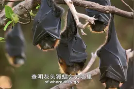 假如动物会摄影2：摄影师为研究果蝠，研制出微型摄像机，厉害视频封面