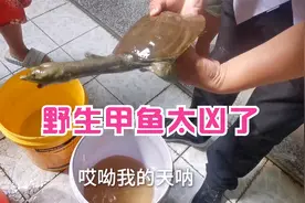 野生甲鱼天生凶猛，拿在手上脖子伸的老长，这是想反抗逃跑吗？视频封面