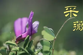 《诗经·采薇》：昔我往矣， 杨柳依依； 今我来思， 雨雪霏霏。视频封面