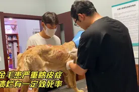 流浪金毛患有严重脓皮症，皮肤溃烂流脓，小伙不放弃借钱为它救治视频封面
