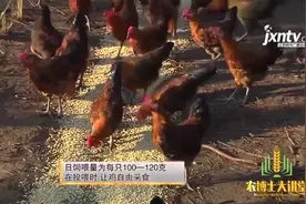 肉鸡采用放牧式饲养 饲喂全价肉鸡饲料 具体饲养方法如下视频封面