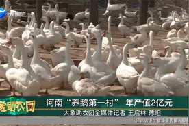 河南“养鹅第一村” 年产值2亿元视频封面