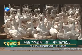 河南“养鹅第一村” 年产值2亿元视频封面