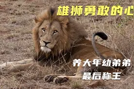 雄狮勇敢的心带领两个一岁大的弟弟称王如兄如父，狮如其名-勇敢视频封面
