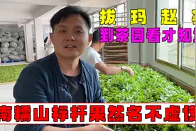 拔玛老寨头春，南糯山标杆的味道，到茶园一看才知道原因视频封面