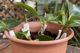 茶花扦插新方法，简单成活率高视频封面