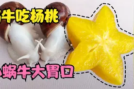 蜗牛吃杨桃，你见过这么能吃的蜗牛么，反正我是第一次见！视频封面