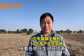 今年我国主推14个花生品种，这些品种种植面积大，抗病抗倒又高产视频封面