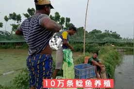 农村小伙用一亩池塘能养10万条鲶鱼，一年只守一口塘，真轻松！视频封面