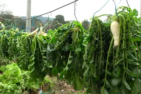 菜园蔬菜多得吃不完，妈妈全部砍来做酸菜梅干菜，可以长久保存视频封面