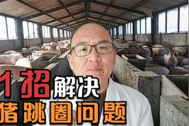 猪总跳圈，养猪户一天抓7次猪，难道只能加高猪圈？只需1招解决视频封面