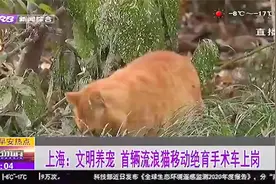 上海：首辆流浪猫移动绝育手术车上岗，鼓励市民积极领养流浪动物视频封面