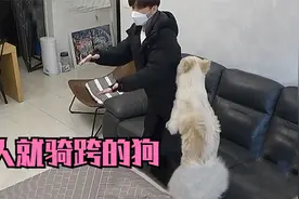 串种狗见人就骑跨，主人说谁都驯服不了，结果训犬师来后三招制服视频封面