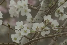 杭州早樱开花啦！玉渊潭公园近三千株樱花陆续绽放视频封面