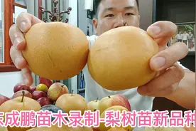 山东秋月梨树苗新品种视频封面