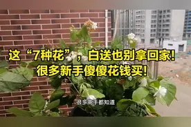 7种花白送也别拿回家！高手都知道，新手傻傻花钱买视频封面