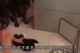 搞笑视频：不吃不吃不吃，那你不吃。视频封面