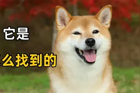 狗狗被送人一个月，凭记忆跑回主人身边，它是怎么找到的视频封面