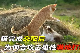 母猫完成交配后，为何会满地打滚，甚至转头攻击雄性？视频封面