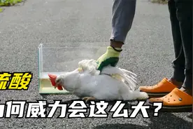 硫酸的酸性到底有多强？将整只鸡泡在里面，意想不到的现象发生了视频封面