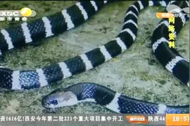 男子被宠物银环蛇咬伤，没多久就昏迷命悬一线，交警紧急运送血清视频封面