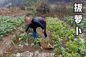 安徽农村冬天家常菜，老妈菜地里拔一篮子萝卜，20多斤，新鲜多汁视频封面