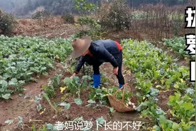 安徽农村冬天家常菜，老妈菜地里拔一篮子萝卜，20多斤，新鲜多汁视频封面