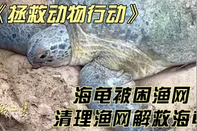 《拯救动物行动》海龟被困渔网，最终获得解救，内容超治愈视频封面