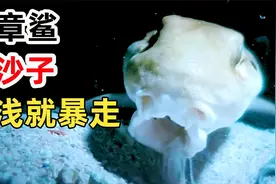 鲨鱼还真吃沙子！会走路的肩章鲨，离开海水能活多久？视频封面